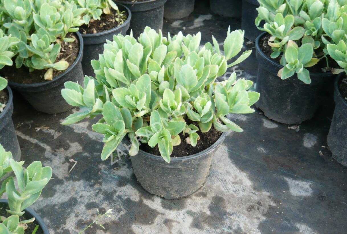 Rozchodník nachový 'Herbstfreude' ('Autumn Joy') - Sedum telephium 'Herbstfreude' ('Autumn Joy')