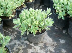 Rozchodník nachový 'Herbstfreude' ('Autumn Joy') - Sedum telephium 'Herbstfreude' ('Autumn Joy')