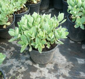 Rozchodník nachový 'Herbstfreude' ('Autumn Joy') - Sedum telephium 'Herbstfreude' ('Autumn Joy')