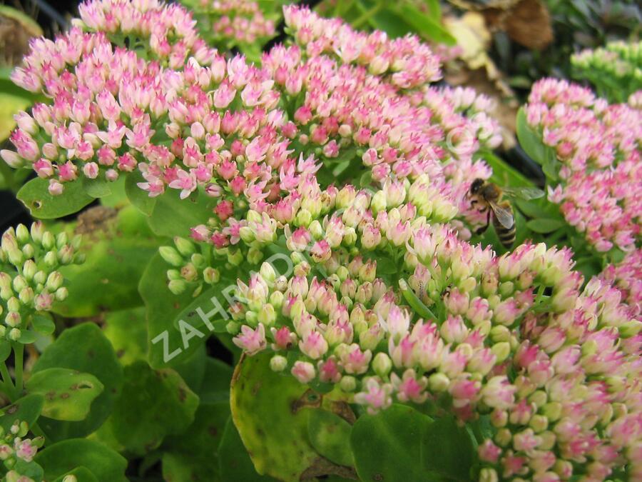 Rozchodník nachový 'Herbstfreude' ('Autumn Joy') - Sedum telephium 'Herbstfreude' ('Autumn Joy')