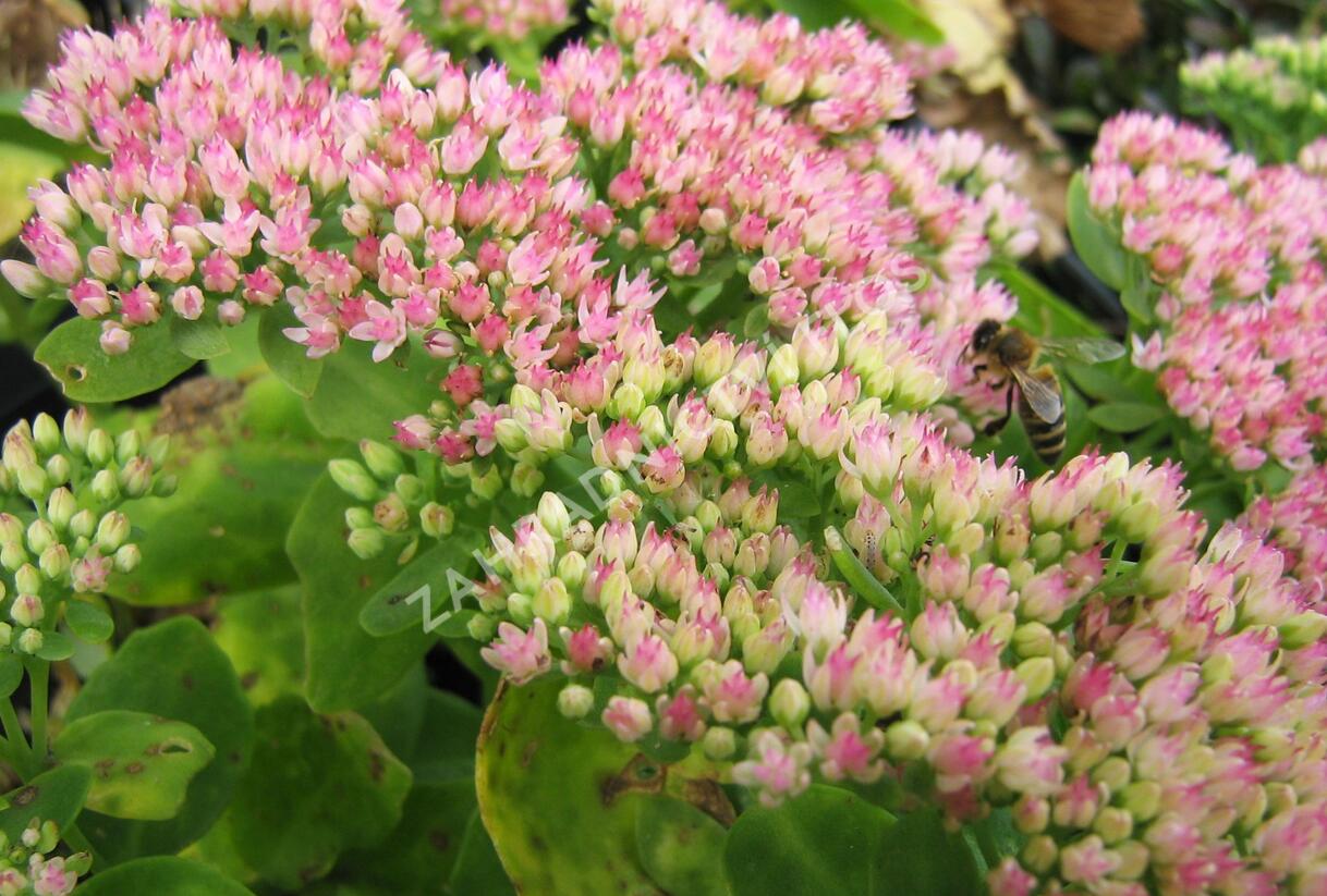 Rozchodník nachový 'Herbstfreude' ('Autumn Joy') - Sedum telephium 'Herbstfreude' ('Autumn Joy')