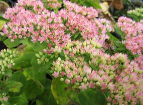 Rozchodník nachový 'Herbstfreude' ('Autumn Joy') - Sedum telephium 'Herbstfreude' ('Autumn Joy')