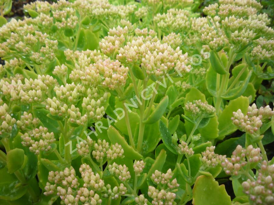 Rozchodník nachový 'Herbstfreude' ('Autumn Joy') - Sedum telephium 'Herbstfreude' ('Autumn Joy')