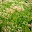 Rozchodník nachový 'Herbstfreude' ('Autumn Joy') - Sedum telephium 'Herbstfreude' ('Autumn Joy')