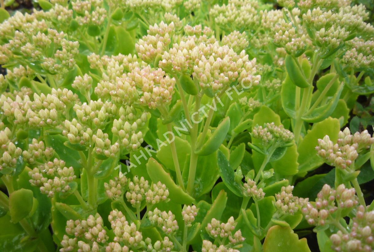 Rozchodník nachový 'Herbstfreude' ('Autumn Joy') - Sedum telephium 'Herbstfreude' ('Autumn Joy')