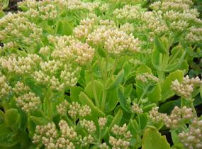 Rozchodník nachový 'Herbstfreude' ('Autumn Joy') - Sedum telephium 'Herbstfreude' ('Autumn Joy')