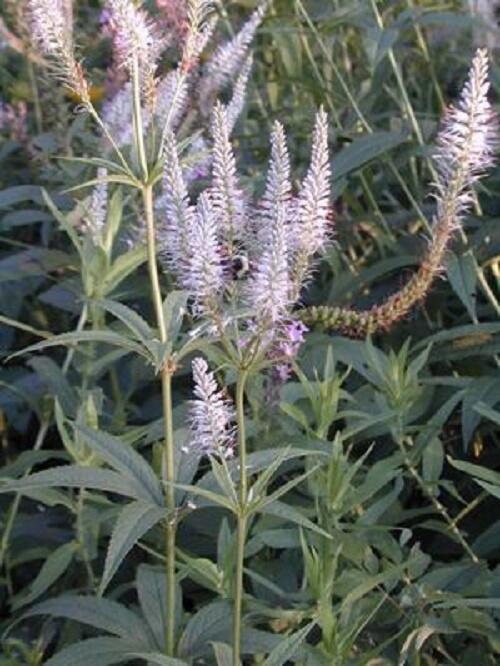 Rozrazilovec viržinský 'Roseum' - Veronicastrum virginicum 'Roseum'