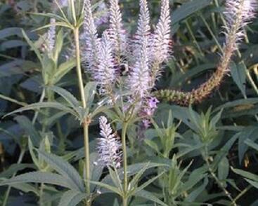 Rozrazilovec viržinský 'Roseum'