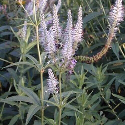 Rozrazil viržinský 'Roseum' - Veronicastrum virginicum 'Roseum'