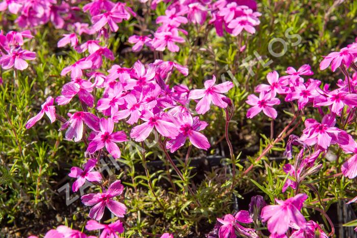 Plamenka šídlovitá 'Red Wings' - Phlox subulata 'Red Wings'