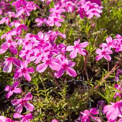 Plamenka šídlovitá 'Red Wings' - Phlox subulata 'Red Wings'