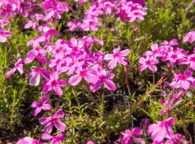 Plamenka šídlovitá 'Red Wings' - Phlox subulata 'Red Wings'