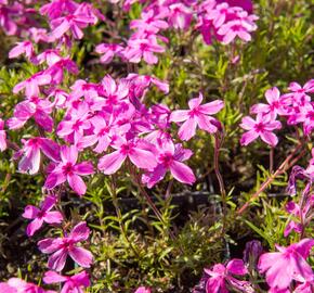 Plamenka šídlovitá 'Red Wings' - Phlox subulata 'Red Wings'