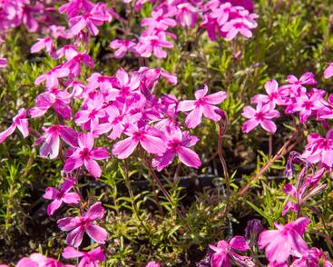 Plamenka šídlovitá 'Red Wings'