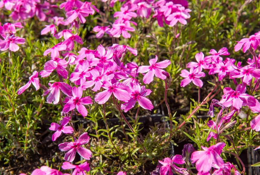 Plamenka šídlovitá 'Red Wings' - Phlox subulata 'Red Wings'