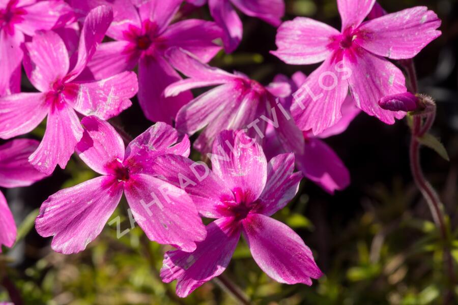 Plamenka šídlovitá 'Red Wings' - Phlox subulata 'Red Wings'