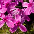 Plamenka šídlovitá 'Red Wings' - Phlox subulata 'Red Wings'