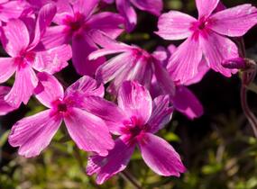 Plamenka šídlovitá 'Red Wings' - Phlox subulata 'Red Wings'
