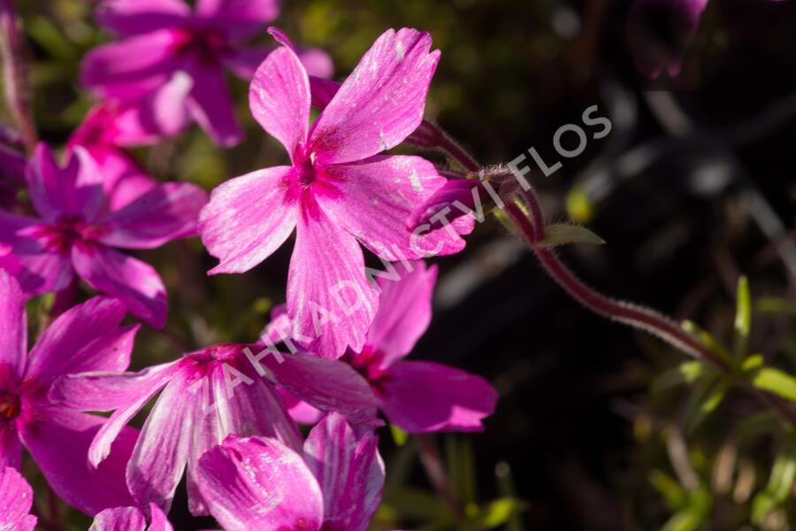 Plamenka šídlovitá 'Red Wings' - Phlox subulata 'Red Wings'