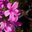 Plamenka šídlovitá 'Red Wings' - Phlox subulata 'Red Wings'