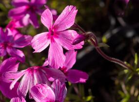 Plamenka šídlovitá 'Red Wings' - Phlox subulata 'Red Wings'