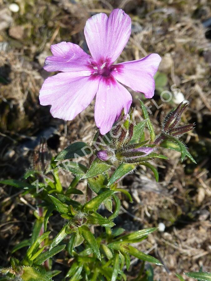 Plamenka šídlovitá 'Red Wings' - Phlox subulata 'Red Wings'