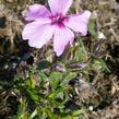 Plamenka šídlovitá 'Red Wings' - Phlox subulata 'Red Wings'