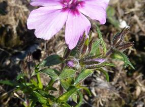 Plamenka šídlovitá 'Red Wings' - Phlox subulata 'Red Wings'