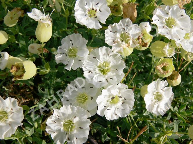 Silenka mořská 'Weisskehlchen' - Silene maritima 'Weisskehlchen'