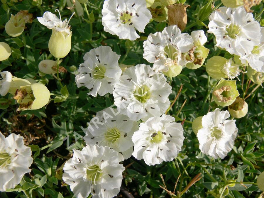 Silenka mořská 'Weisskehlchen' - Silene maritima 'Weisskehlchen'