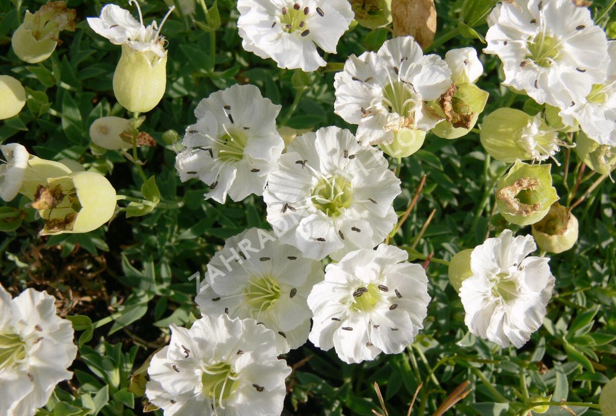 Silenka mořská 'Weisskehlchen' - Silene maritima 'Weisskehlchen'