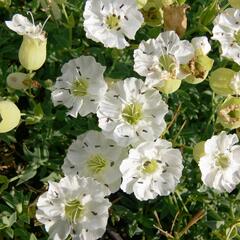 Silenka mořská 'Weisskehlchen' - Silene maritima 'Weisskehlchen'