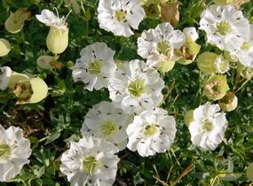 Silenka mořská 'Weisskehlchen' - Silene maritima 'Weisskehlchen'