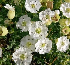 Silenka mořská 'Weisskehlchen' - Silene maritima 'Weisskehlchen'