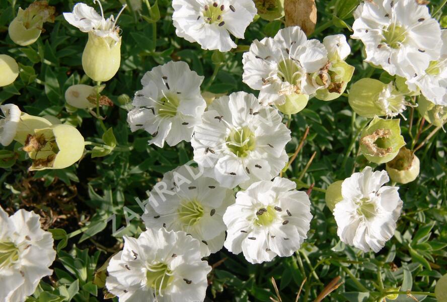 Silenka mořská 'Weisskehlchen' - Silene maritima 'Weisskehlchen'