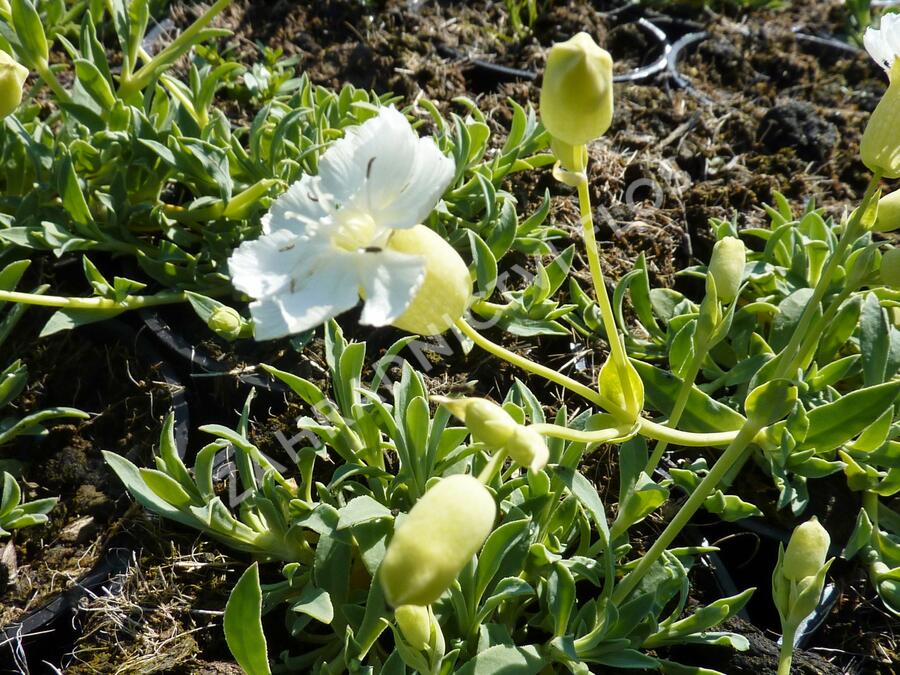 Silenka mořská 'Weisskehlchen' - Silene maritima 'Weisskehlchen'