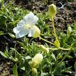 Silenka mořská 'Weisskehlchen' - Silene maritima 'Weisskehlchen'