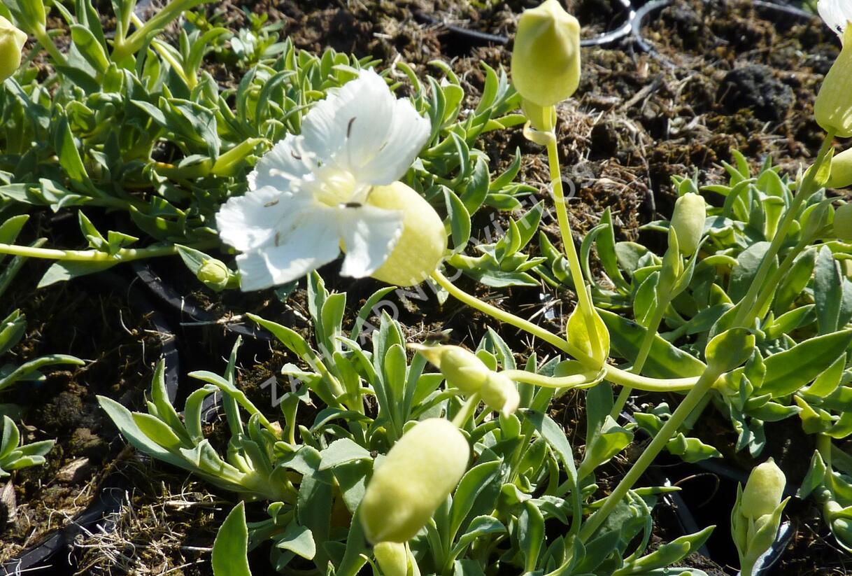 Silenka mořská 'Weisskehlchen' - Silene maritima 'Weisskehlchen'
