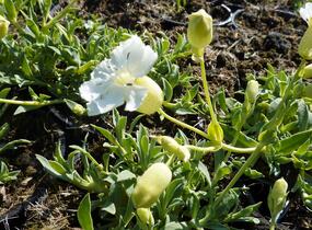 Silenka mořská 'Weisskehlchen' - Silene maritima 'Weisskehlchen'