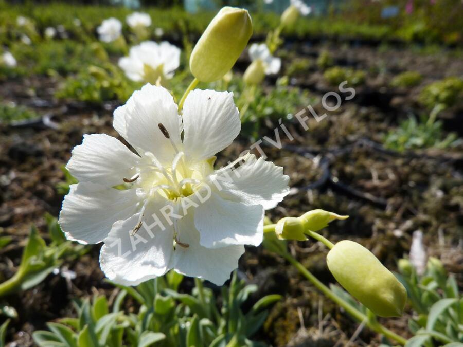 Silenka mořská 'Weisskehlchen' - Silene maritima 'Weisskehlchen'