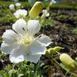 Silenka mořská 'Weisskehlchen' - Silene maritima 'Weisskehlchen'