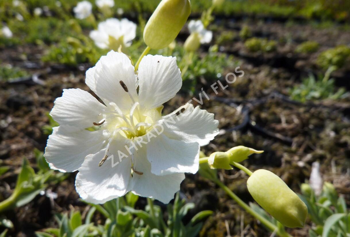 Silenka mořská 'Weisskehlchen' - Silene maritima 'Weisskehlchen'