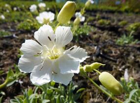 Silenka mořská 'Weisskehlchen' - Silene maritima 'Weisskehlchen'