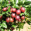 Angrešt červený 'May Duke' - Grossularia uva-crispa 'May Duke'