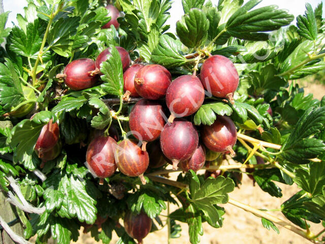 Angrešt červený 'May Duke' - Grossularia uva crispa 'May Duke'