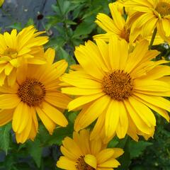 Janeba drsná 'Sommersonne' - Heliopsis helianthoides var. scabra 'Sommersonne'