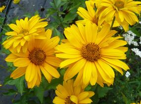 Janeba drsná 'Sommersonne' - Heliopsis helianthoides var. scabra 'Sommersonne'