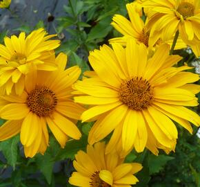 Janeba drsná 'Sommersonne' - Heliopsis helianthoides var. scabra 'Sommersonne'