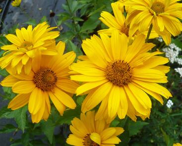 Janeba drsná 'Sommersonne'