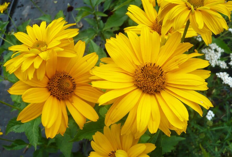 Janeba drsná 'Sommersonne' - Heliopsis helianthoides var. scabra 'Sommersonne'